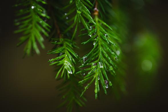 A close up photo of a cluster of spruce twigs, hanging down from the top of the image. The needles are full of water droplets of different sizes from racent rainfall.

In the background a few more out of focus twigs can be seen, with the hint of water droplets forming white bokeh circles