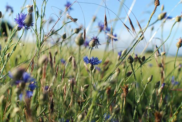 Am Rand eines Feldes wachsen Kornblumen im hohen Gras. Der Himmel im Hintergrund ist hellblau, die Kornblumen kräftig dunkelblau.