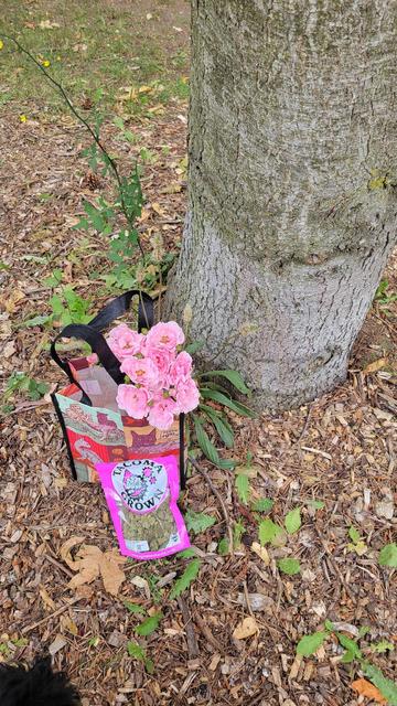 Under a tree, sits a lunch size reusable bag: contents include a water bottle and snap fits containers. Fresh roses are sticking out, and a bag of store bought cannabis sits next to it.