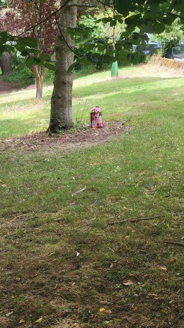 Longer distance picture of the bag sitting under a trees, showing more of the park and surrounding trees.