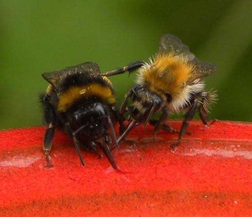 Hummelsolitaire ist neugierig, was die Schwarmhummel da Leckeres hat und macht den Hummeldistanzgriff mit ausgestrecktem Mittelbein