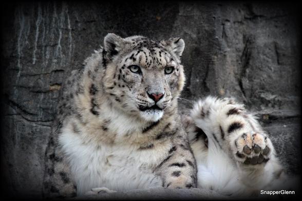 A picture of a snow leopard.