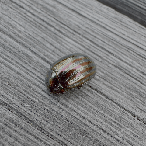 A picture of a rosemary beetle showing the beautiful colours on its shields.