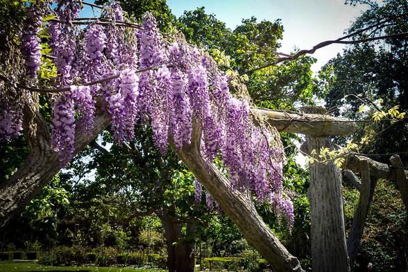 The image depicts a lush garden scene with a prominent wisteria tree in full bloom. The tree's branches are draped with cascading clusters of vibrant purple flowers, creating a striking visual effect. The flowers hang in long, pendulous strands, adding a sense of movement and texture to the scene. The tree is supported by a rustic wooden structure, which appears to be an archway, enhancing the natural beauty of the setting. The background is filled with green foliage, suggesting a well-maintained garden environment. The sunlight filters through the leaves, casting dappled shadows and highlighting the vivid colors of the flowers. The overall atmosphere is serene and picturesque, with the wisteria as the focal point.

Provided by @altbot, generated privately and locally using Ovis2-8B