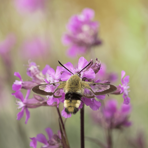 Kuusamakiitäjä. Broad-bordered bee hawk-moth.