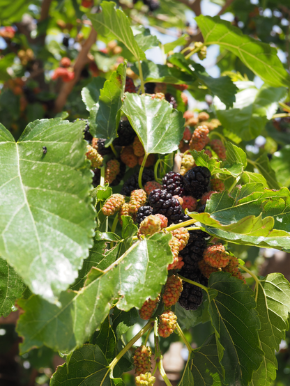 Im grünen Blattwerk versteckt in der Mitte des Bildes sind reife, schwarze und unreife Maulbeeren zu entdecken.