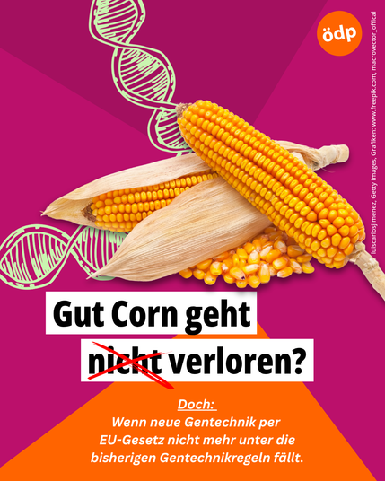 Illustration von Mais mit der Headline: „Gut, Corn geht nicht verloren“ – das Wort „nicht“ ist rot durchgestrichen.
Darunter steht: „Doch – wenn neue Gentechnik durch ein EU-Gesetz nicht mehr unter die bisherigen Gentechnikregeln fällt.“
