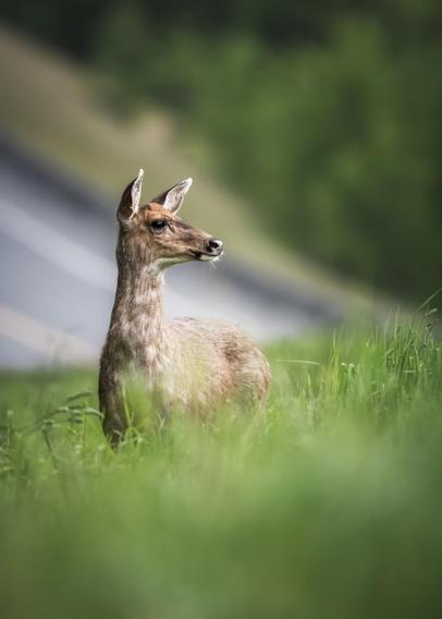 A black-tailed deer is photographed near a road on Vancouver Island.