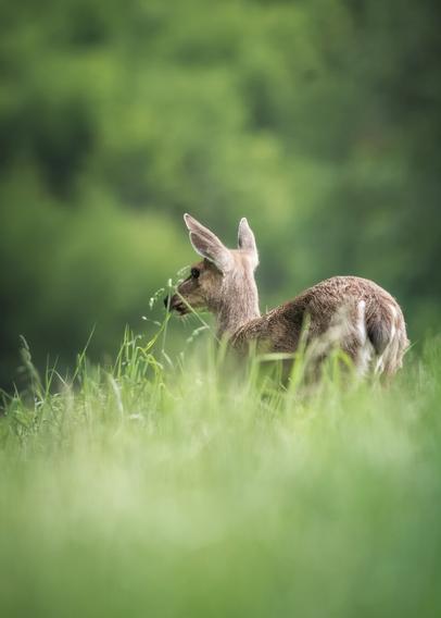 A black-tailed deer is photographed near a road on Vancouver Island.