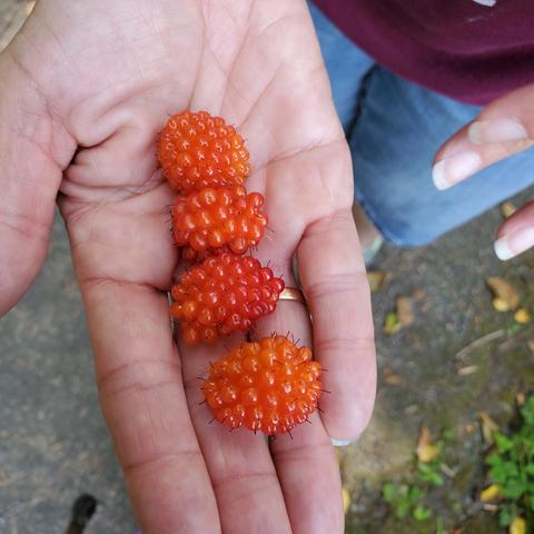 My friend's right hand, holding 4 salmonberries, red & deep orange colours.