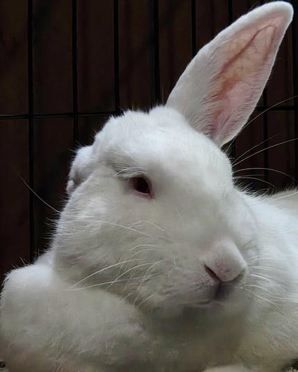 A white rabbit with one ear up and one ear down looking disgruntled