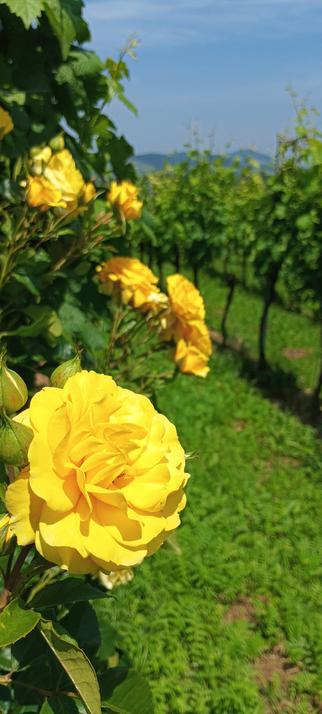 Vorne links scharf große gelbe Rosenblüten und im Hintergrund rechts unscharf eine Reihe Weinreben.