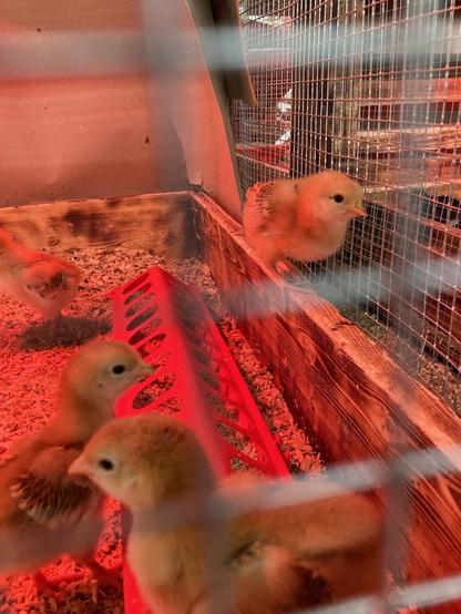 A few tawny colored baby chicks in a caged enclosure.  Reddish glow from a heat lamp above.