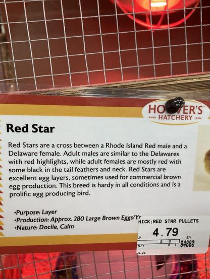 Informational sign on the enclosure:

Red Star Red Stars are a cross between a Rhode Island Red male and a Delaware female. Adult males are similar to the Delawares with red highlights, while adult females are mostly red with some black in the tail feathers and neck. Red Stars are excellent egg layers, sometimes used for commercial brown egg production. This breed is hardy in all conditions and is a prolific egg producing bird. 
. •Purpose: Layer 
•Production: Approx. 280 Large Brown Eggs/Yr 
Nature: Docile, Calm