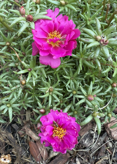 Portulaca flowers