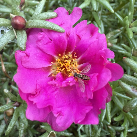Portulaca flower and bee