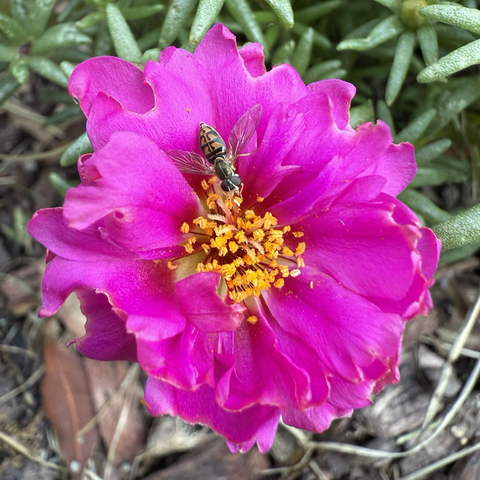 Portulaca flower and bee