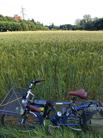 La mia bici vista di lato in primo piano. Dietro si vede un campo di grano con spighe giallo/verdi fino all'orizzonte
