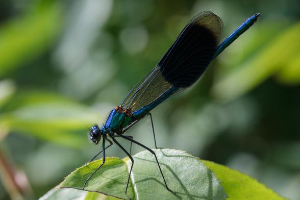 Metallic, iridescent, intense dark blue damselfly perched on a rose leaf on bristled black legs, with wings - orange-rooted, metallic blue veins and near-black spots taking up a good half of their area - folded above a long, raised abdomen.