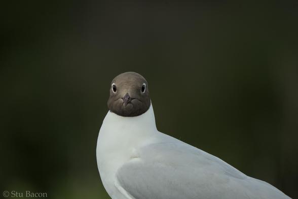 A photograph of a Black-headed Gull, the background is very dark.