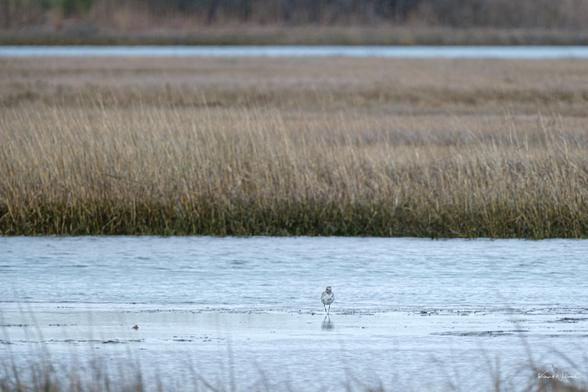 Black-bellied Plover standing alone on a muddy tidal flat surrounded by marsh grasses in early spring light.