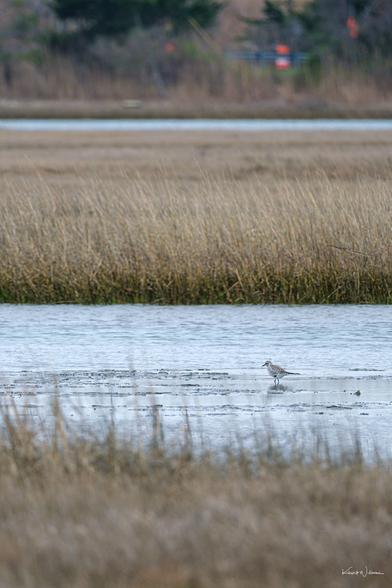 Side view of a Black-bellied Plover walking slowly along a waterlogged mudflat at the edge of a saltmarsh.