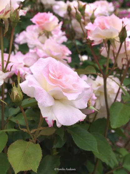 淡いピンクの薔薇