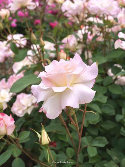 淡いピンクの薔薇