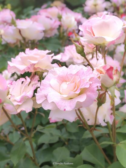 淡いピンクの薔薇