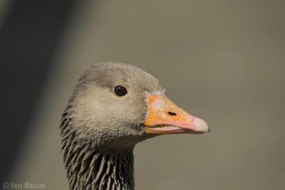 A photograph of a Greylag Goose, portrait. Just the head and some neck is visible.