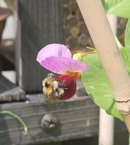 Close up photo of a sugar pea blossom in dark red and creamy pink colours with dark purple veins visible. A bee sits on the lower part, enjoying the nectar.