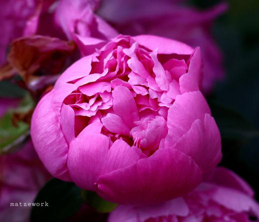 Eine helllila farbene Pfingstrose.
Matzework