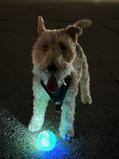 A dog stands over a light-up ball in the dark.