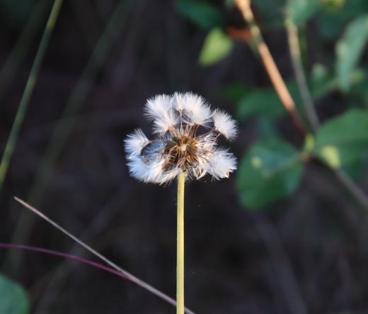 Diese uerrupfte Pusteblume hat es mir angetan.
Matzework