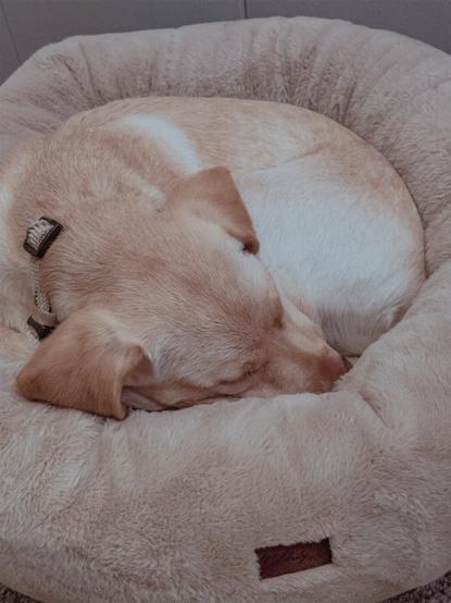A photo of Jake curled up in his bed