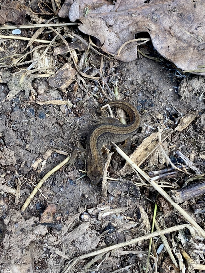 A very small mid-brown coloured newt. It has smooth skin and gummy looking toes and body. It’s sat amongst tiny pieces of dried grass on bare soil.