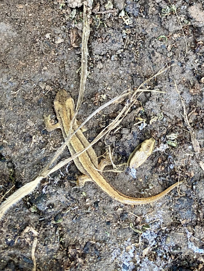 An even smaller light-brown coloured newt. It has the same two dark lines on its back as the first newt. A very tiny baby slug sits to the right looking almost as fat as the newt, the scale is completely thrown off by the smallness of everything in the image.