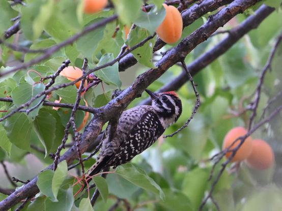 A Male Nuttall's Woodpecker is perched under an Apricot branch eyeing a number of ripe fruits above and below it.