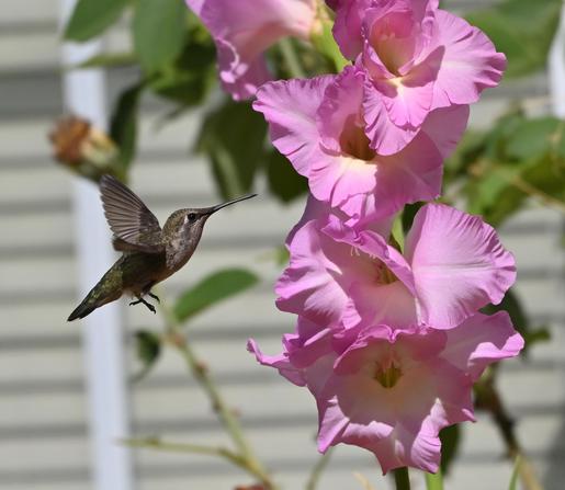 An Anna's Hummingbird, likely a female or a juvenile, is hovering and looking at a stalk of light pink and white Gladiolas Blooms.