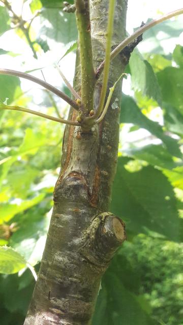 Sur  l'écorce d'une grosse branche ,  le bourgeon qui donne naissance a une branche de l'annee presente une cicatrice rectangulaire liée a la greffe