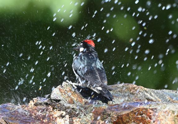 An Acorn Woodpecker is taking a bath in a small puddle on top of a rock with water from a sprinkler raining down on it.