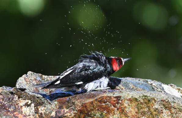 An Acorn Woodpecker is taking a bath in a small puddle on top of a rock with water from a sprinkler raining down on it.