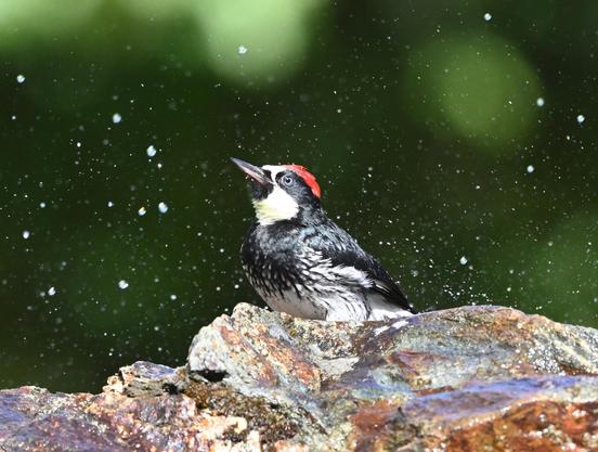 An Acorn Woodpecker is taking a bath in a small puddle on top of a rock with water from a sprinkler raining down on it.