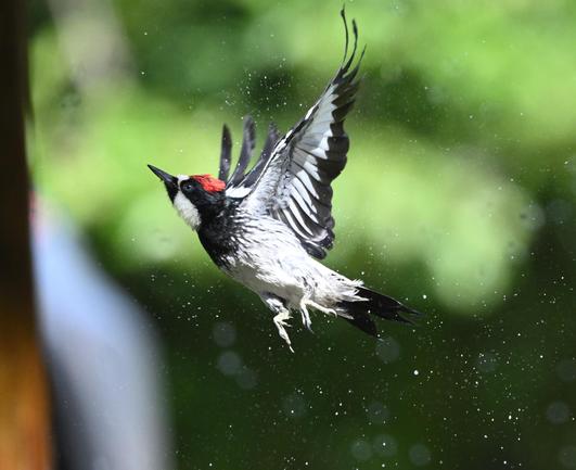 An Acorn Woodpecker is taking a bath in a small puddle on top of a rock with water from a sprinkler raining down on it.