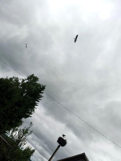 Very crooked picture of the sky above a barn. Two storks are circling in the sky above a nest. In the nest, an adult stork stands up, staring at the invaders. A youngling is up too, trying to help.