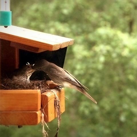 A photo of a bird feeder, inside of it a spotted flycatcher sitting on a nest, and a male partner is feeding her. Looks like they are kissing. Green foliage in the background.