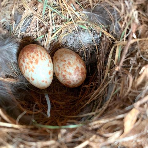 Photo of two tiny spotted brownish eggs deep inside a nest