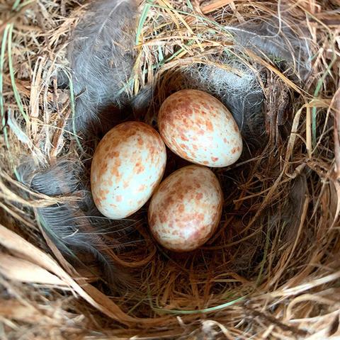 Photo of three tiny spotted brownish eggs deep inside a nest