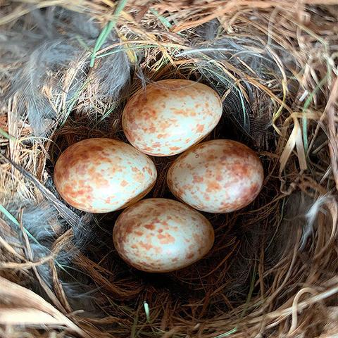Photo of four tiny spotted brownish eggs deep inside a nest