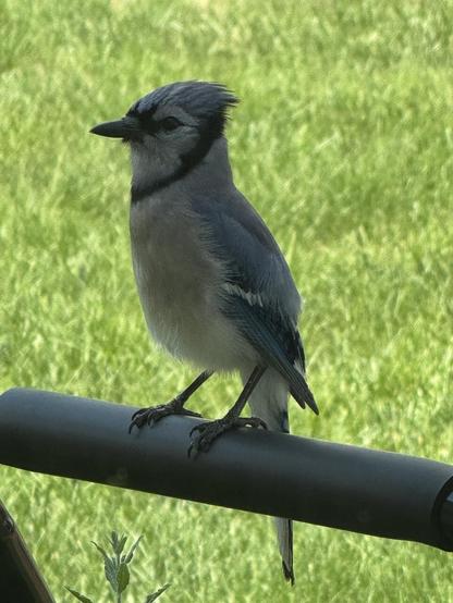 A bluejay is perched on a black bar. The background is green grass.